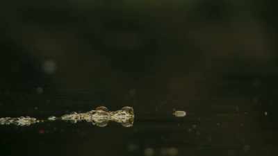 ...survivors from
Australia's prehistoric past. - Seven Worlds, One Planet