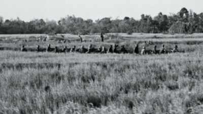 
Survivors hid behind a dike.
 - The Vietnam War