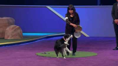 - Susan creating some...
- Oh, what -- Fancy. - 2022 American Rescue Dog Show