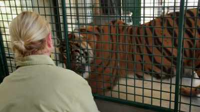 SUSAN: ...prevents us from having - Magic of Disney's Animal Kingdom