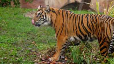 SUSAN: You don't ever know
when you put new things in here, - Magic of Disney's Animal Kingdom