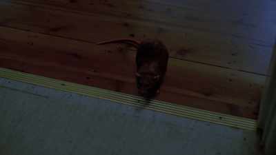 [suspenseful music]
[mouse squeaking] - Deadhouse Dark