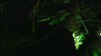 [suspenseful music playing] - Expedition Bigfoot