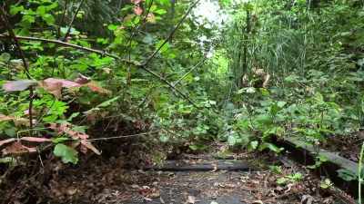 [suspenseful music playing] - Expedition Bigfoot