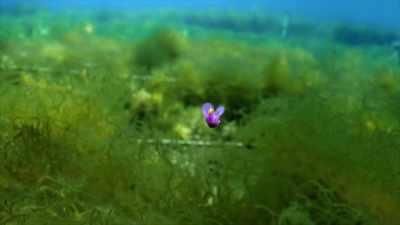 [ Suspenseful music plays ] - When Nature Calls with Helen Mirren
