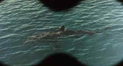 (suspenseful music) - Cruel Jaws