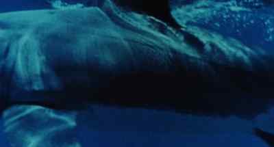 (suspenseful music) - Cruel Jaws