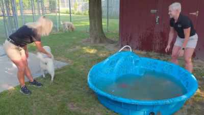Suzi: Cash, you muddied
the pool! - Secrets of the Zoo