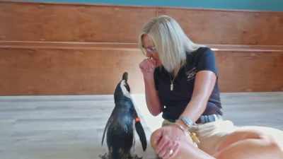 (suzi coos) - Secrets of the Zoo
