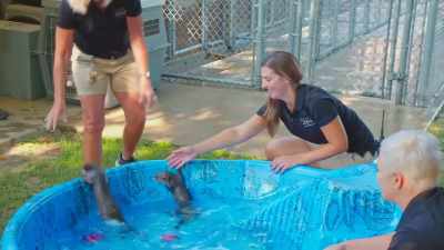 Suzi: He's like, "no!" - Secrets of the Zoo