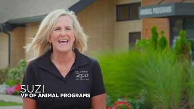 Suzi: Today is vaccination day
for the cheetahs. - Secrets of the Zoo