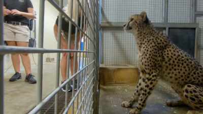 Suzi: You're a good girl. Yeah. - Secrets of the Zoo