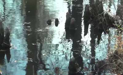 Swamp water, dark and deep, - A Rebel Born