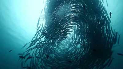 Swarm intelligence is why
birds flock and fish school - This Giant Beast That is the Global Economy
