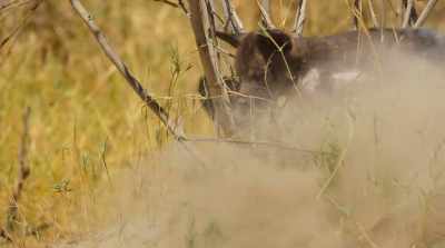 Sweeping out the den… - Surviving Paradise: A Family Tale