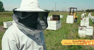 Sweet honey,
and we are treating them, - The Pollinators