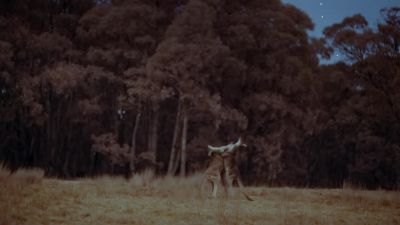 Swinging their heads back to avoid getting their eyes scratched out. - Earth at Night in Color