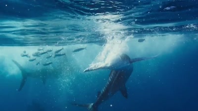 'Swiping their rapier-like bills - A Year on Planet Earth