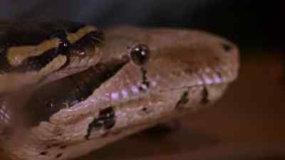 SYDNEY: Okay, just one more. - Relic Hunter