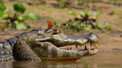 Tackling one of these would be risky, - Our Planet