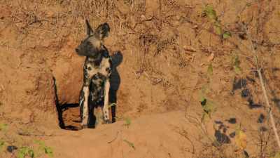 Tait has spent the last three weeks
hidden underground. - Dynasties