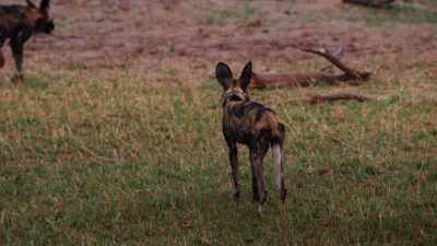 Tait's family will protect and feed her - Dynasties