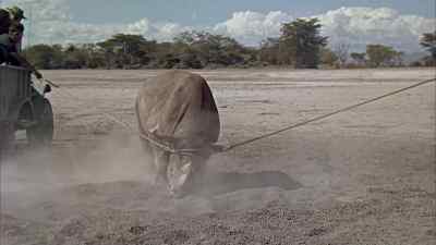 Take a dolly around that roller bar!
Take a dolly around that roller bar! - Hatari!