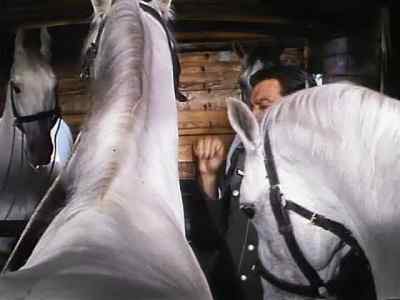 Take it easy! - Miracle of the White Stallions