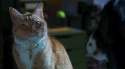 Take it from someone who knows, - Cats & Dogs 3: Paws Unite