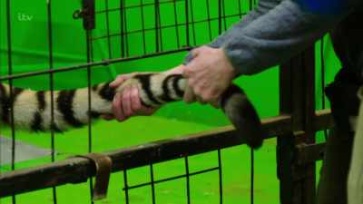 Take it.
So, one second, - Britain's Tiger Kings - On the Trail with Ross Kemp