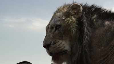 Take your place by my side,
and we will feast together. - The Lion King