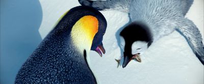 Take the stupid fish - Happy Feet