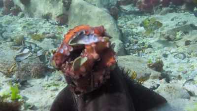 Takes a few seconds to figure out, - My Octopus Teacher
