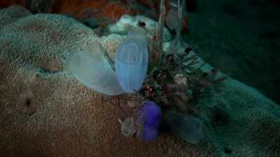 Takes 'use it or lose it'
to a whole new level. - One Strange Rock
