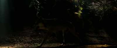 Taking in. - The Wolf and the Lion