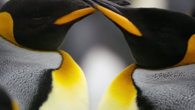'Taking turns to sit on the egg - A Year on Planet Earth