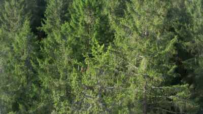 Tall and straight,
it'll be perfect for shingle making. - Europe From Above