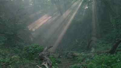 Talon: The tracks head up
to the forest. - The Outpost
