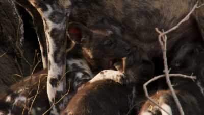 Tammy now leads a pack that is
once again a force to be reckoned with. - Dynasties