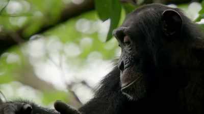 [ Tango music plays ] - When Nature Calls with Helen Mirren