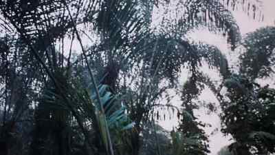 TARA:
Sanna. - When Dinosaurs Ruled the Earth