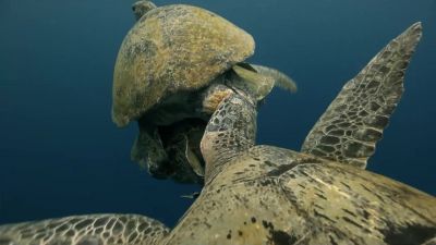 Targeting the male's soft flesh, - Hostile Planet