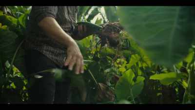 Taro has relevance
both in our culinary heritage - Street Food: USA