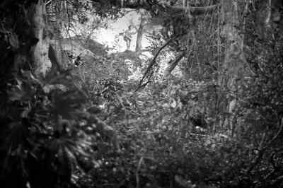 Tarzan, go back! Go back, go back! - Tarzan Triumphs