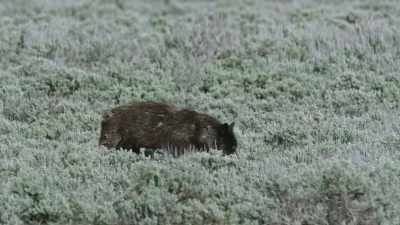 Tattered, soaked to the bone, - Epic Yellowstone