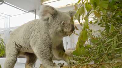 Taylor: Let me get you some good
leaves around your way, mama. - Secrets of the Zoo
