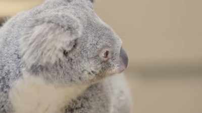 Taylor: Write a letter
to mother nature - Secrets of the Zoo