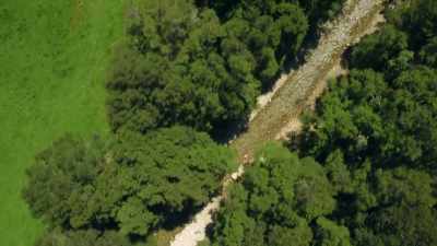 Te Uri stream
is a small winding waterway - Modern Dinosaurs