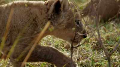 Teddy: Oh, well,
I'm just gonna try to help - When Nature Calls with Helen Mirren