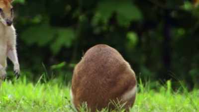 Teddy: Oh, well,
I'm just gonna try to help - When Nature Calls with Helen Mirren